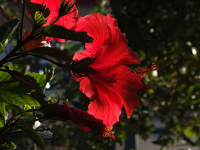 Lily, Hoa, màu đỏ, Wild flower, hoang dã thực vật, hoa mùa hè, mùa hè
