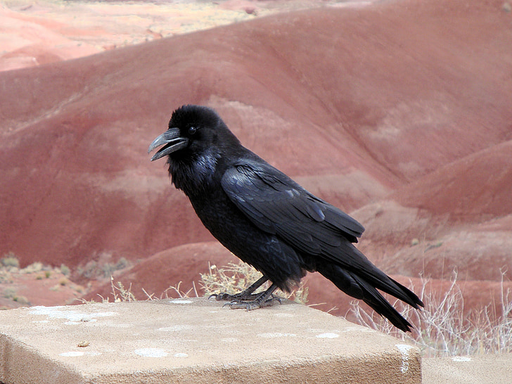 raven, bird, crow, animal, nature