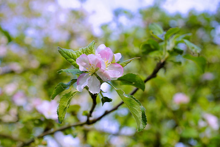pohon apel, musim semi, Orchard, Blossom, mekar, tender, merah muda