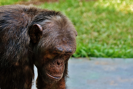 chimpanzé, macaco, mundo animal, animal, macaco, mamífero, jardim zoológico