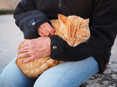 고양이, 레드, 빨간 고양이, 고양이, 레드 고등어 태 비, 친애 하는, 부드러운 사랑의 치료