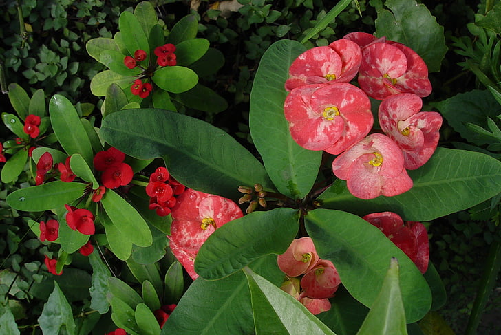 Anlage, Blumen, Euphorbia