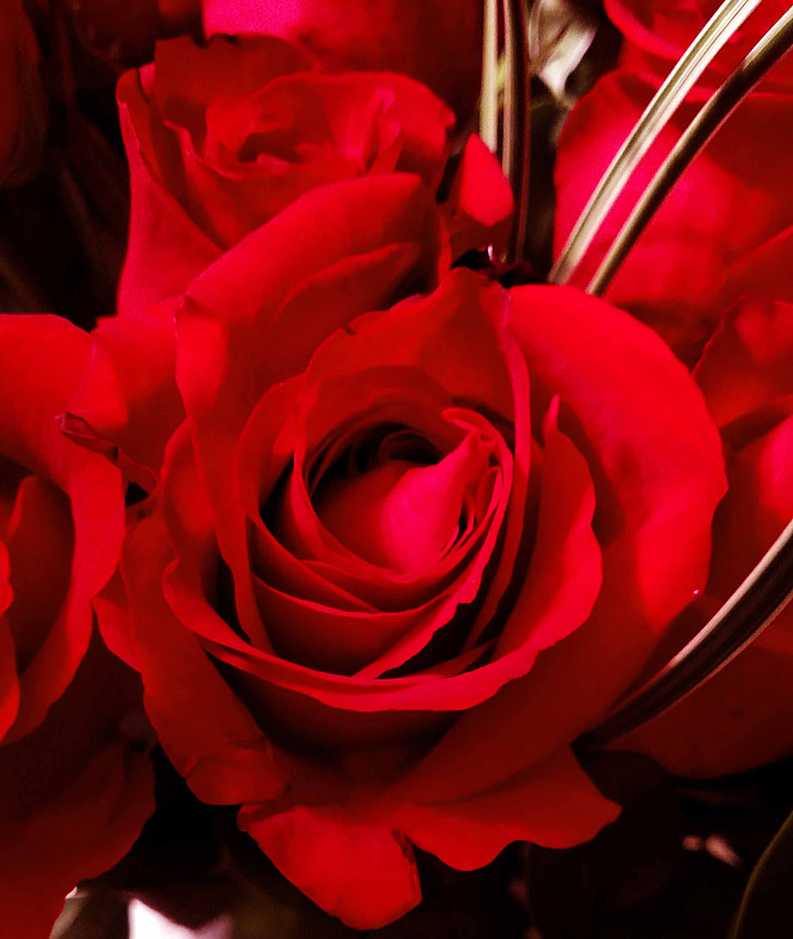 rouge, Rose, roses rouges, fleur, Saint-Valentin, bourgeon