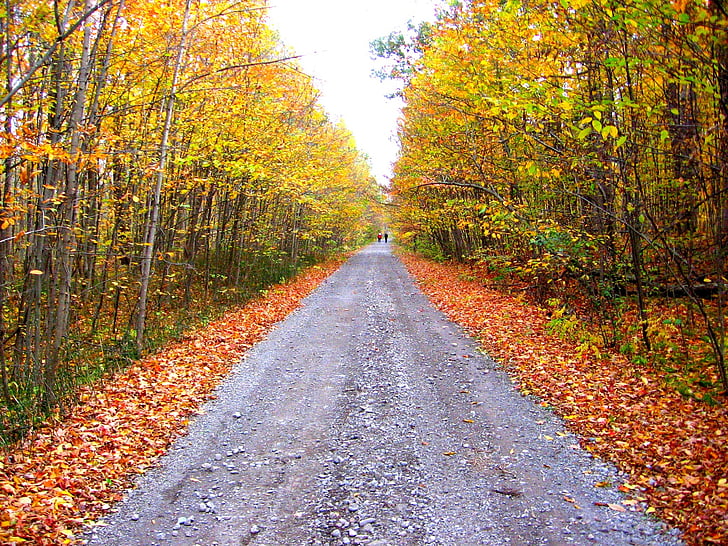 rudenį, rudenį, spalvos, aukso, spalvinga, lapai, miško