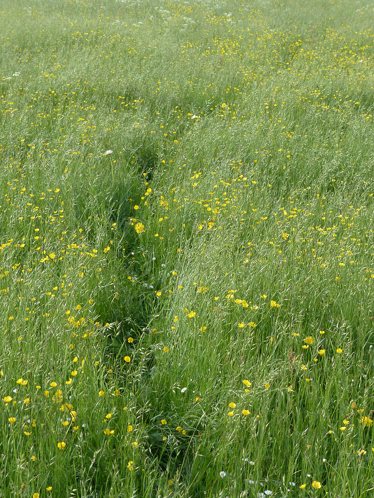 meadow, flower meadow, spring, trace, away, path, grass