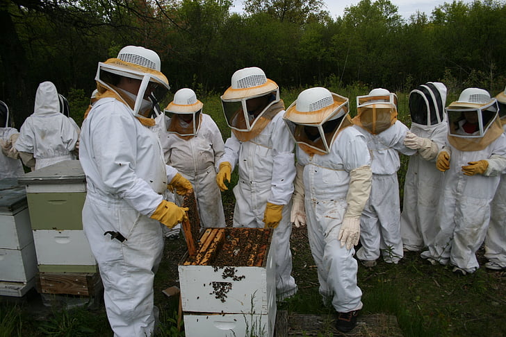 Honey bee, Bee, honning, Honeycomb, bikube