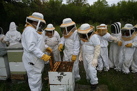 včelí med, Bee, med, včelí plást, úľ