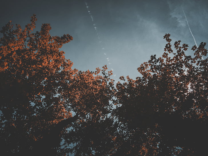 Foto, stromy, mraky, obloha, závod, Příroda, podzim