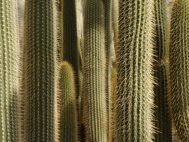 Cactus, taggig, skogen, Anläggningen, STING, kaktusväxter, mönster