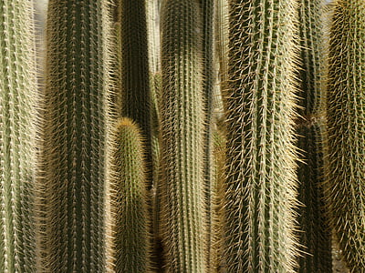 kaktus, kipitav, metsa, taim, Sting, Cactaceae, muster