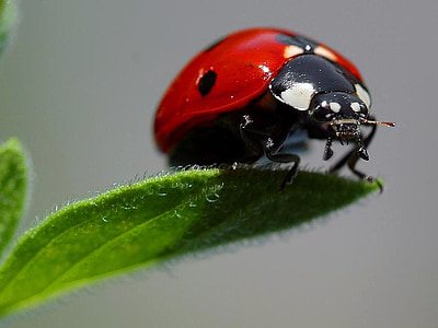 macro, ladybugs, ladybug, bugs, insects, animals, fauna