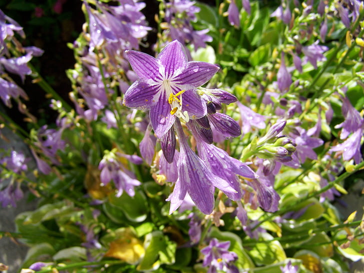 影子百合, 紫色的小花, 花卉园, 自然, 紫色, 花, 植物