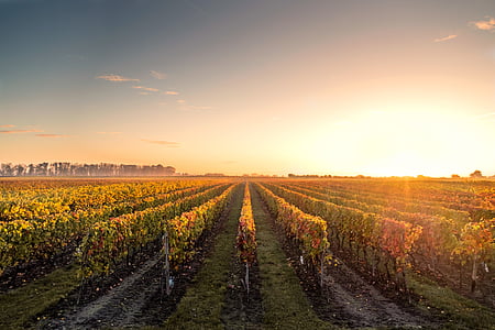 photography, grapes, field, golden, hour, sunset, vineyard
