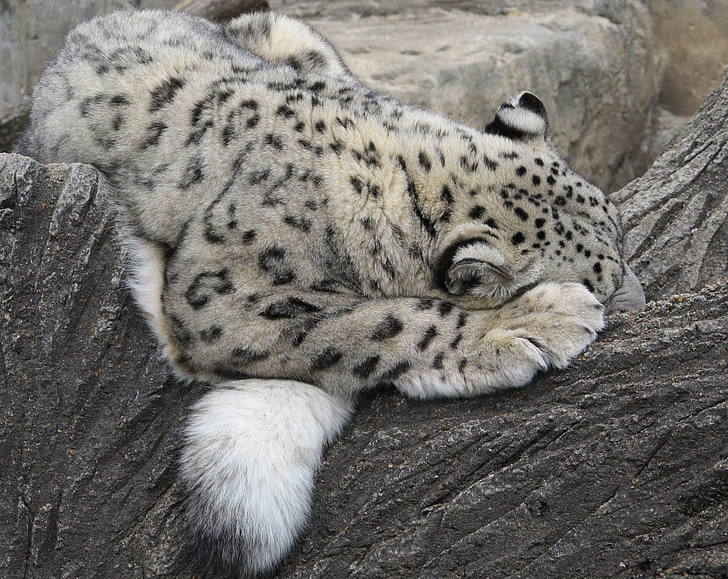 snow leopard, sleeping, cat, feline, tree, habitat, zoo