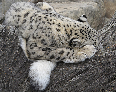 macan tutul salju, tidur, kucing, kucing, pohon, habitat, kebun binatang