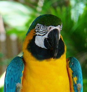 macaw, parrot, ara, bird, tropical, blue, yellow