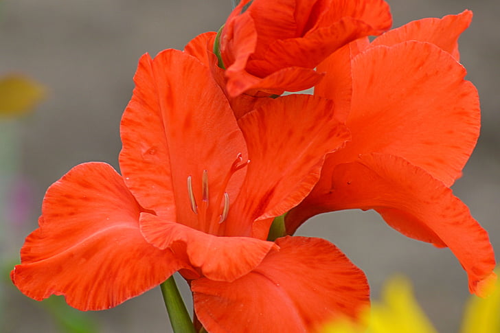 Gladiolus, Gladiola blossom, röd, schwertliliengewaechs