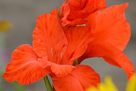 Gladiolo, fiore di Gladiola, rosso, schwertliliengewaechs