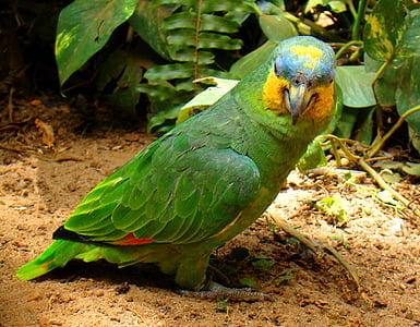 Papoušek na podlaze, Při pohledu, zvířaty v zájmovém chovu, Zoo, tropický pták, Brazilské, pták