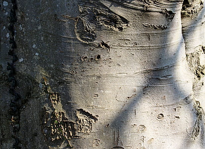 pohon, Beech, log, Ivy, sinar matahari, detail, Tutup