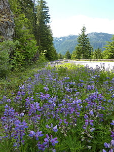 Bergstrasse, крайпътни, цветна лента, планински регион, природата, цвете, на открито