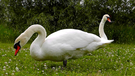 swans, necks, waters, water, elegant, beautiful, white
