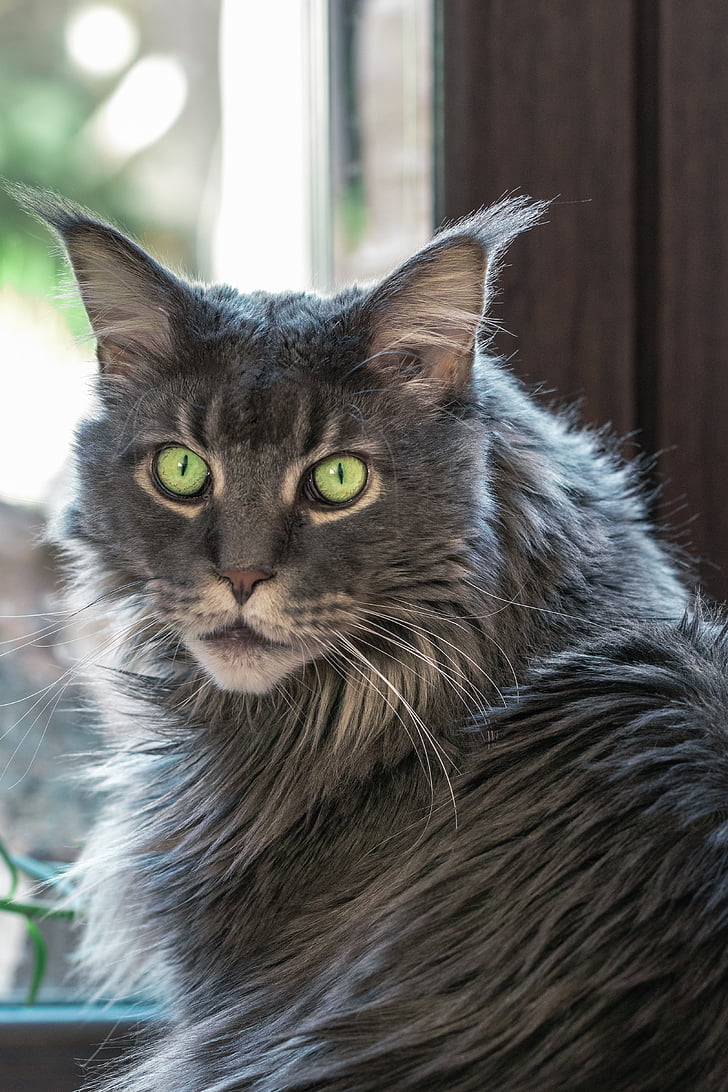 kočka, Tomcat, vypadající kočka, Maine coon, zlaté oči, muž, oči