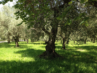 oliventræer, træer, sommer, natur, solen, syd