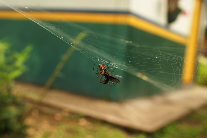rovarok, természet, Finlandia, Quindio, Kolumbia, pók, pók hálójában