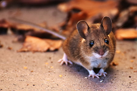 Gozdna miš, nager, srčkano, mala, rjava, miško, narave
