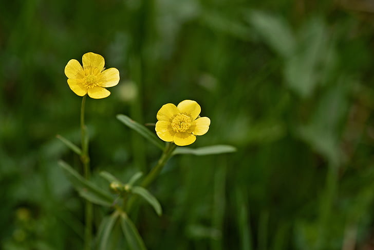 buttercup, plant, weed, meadow, nature, blossom, bloom