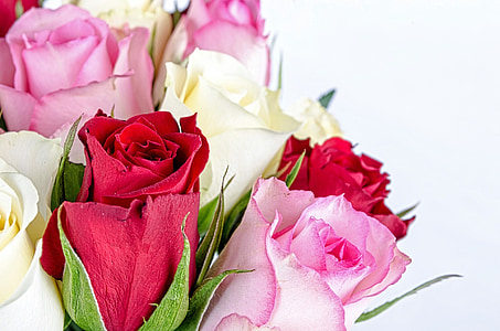 flor, flors, Rosa, l'amor, Sant Valentí ' dia, aniversari, regal