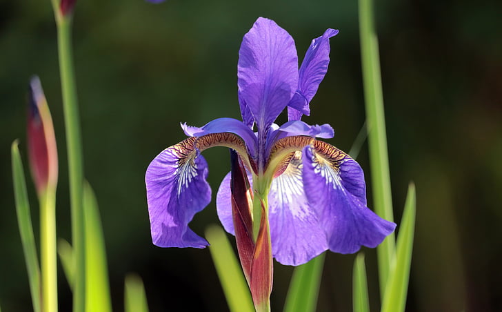Iris, jardí, flor, flor, flor, natura, porpra