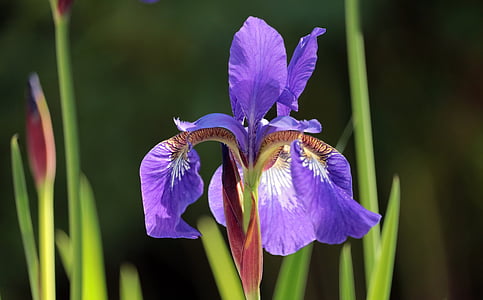 iris, garden, flower, blossom, bloom, nature, purple