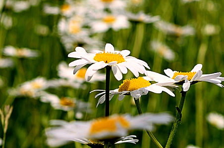 magaritte, field, flower, nature, daisy, summer, meadow
