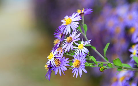 flower, flowers, violet, purple, fragility, nature, plant