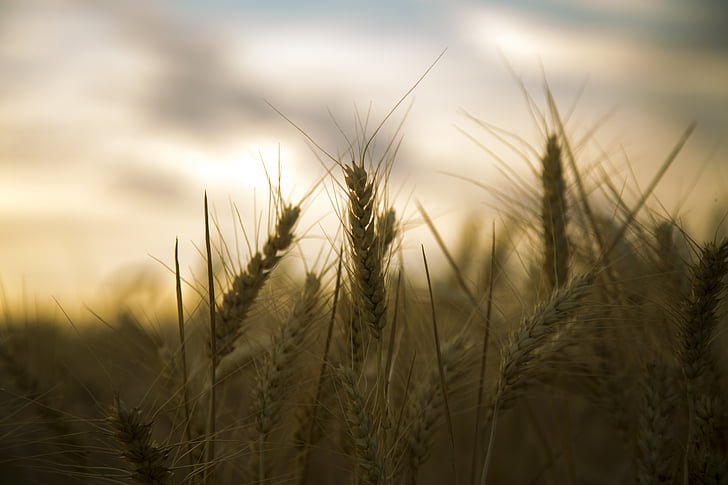 blé, rétro-éclairage, silhouette, belle, nature, Agriculture, été