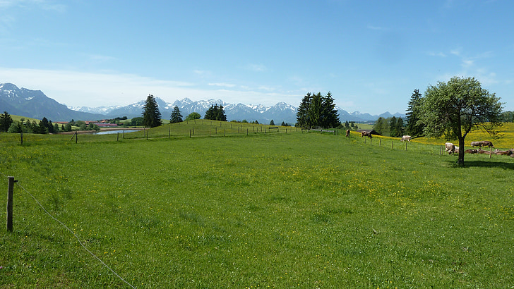 printemps, Allgäu, Meadow, pissenlit, fleurs, montagnes, Panorama