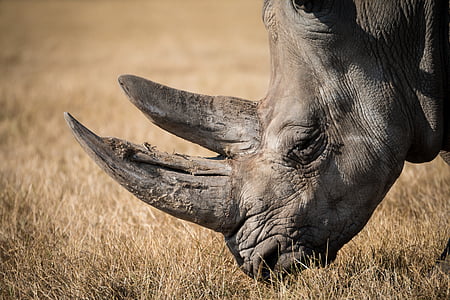 nosorožec, Rhino, voľne žijúcich živočíchov, lesný roh, cicavec, výkonný, Horned