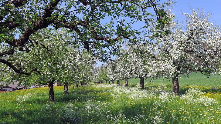 Пролет, Черешови дървета, Блум, цветя, вишнев цвят, ливада, природата