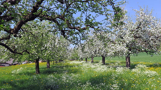 primavera, alberi di ciliegio, Bloom, fiori, fiori di ciliegio, prato, natura