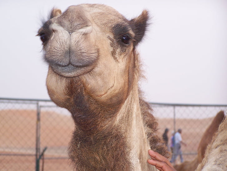 Camel, öken, transport, Dubai