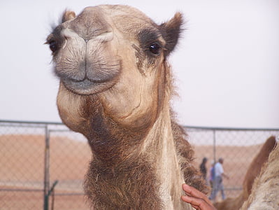 kamel, ørkenen, transport, Dubai