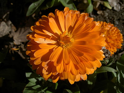 zinnia, flower, orange, pretty, floral, blossoming, california
