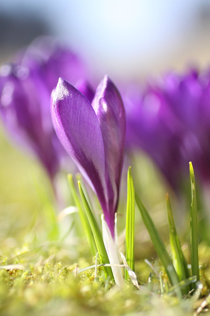 Crocus, flor, púrpura, flor, floración, primavera, jardín