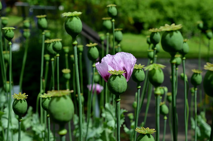Poppy, ungu, mohngewaechs, musim panas, opium, alam, tanaman