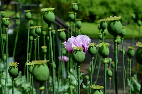 Poppy, ungu, mohngewaechs, musim panas, opium, alam, tanaman