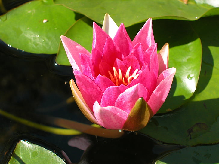 water lily, bloem, water bloem