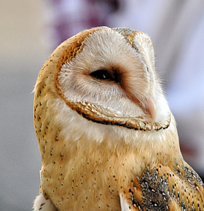 barn Owl, Raptor, oiseau, yeux, Hibou, animal, bec