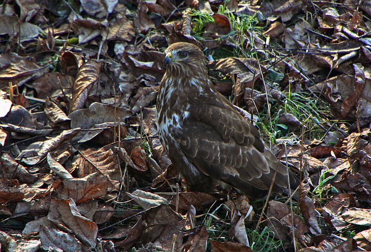 bird of prey, leaves, bird, raptor, camouflage, ground